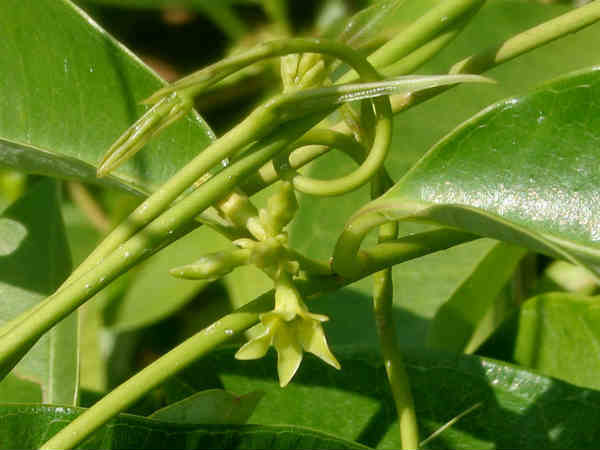 ಮೆದ್ಧಗೂಳಿ ಹಮ್ಬು ಬೇರು(sarsaparilla root): 