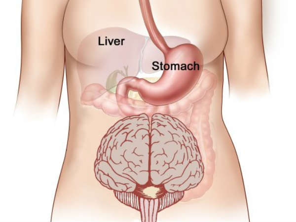 ಎರಡು ಮೆದುಳು:
