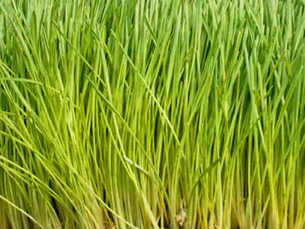  ಗೋಧಿ ಹುಲ್ಲು: