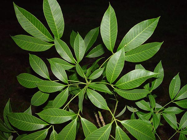 ರಬ್ಬರ್ ಗಿಡ: 