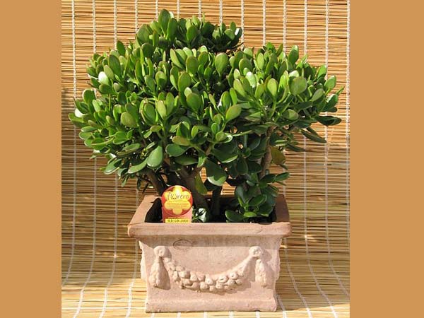 ಜಡೆ ಗಿಡ: 