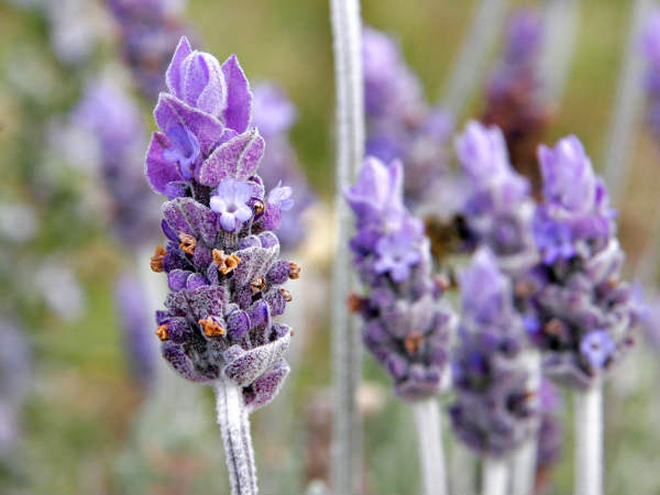 4. ಲ್ಯಾವೆಂಡರ್ ಎಣ್ಣೆ: 