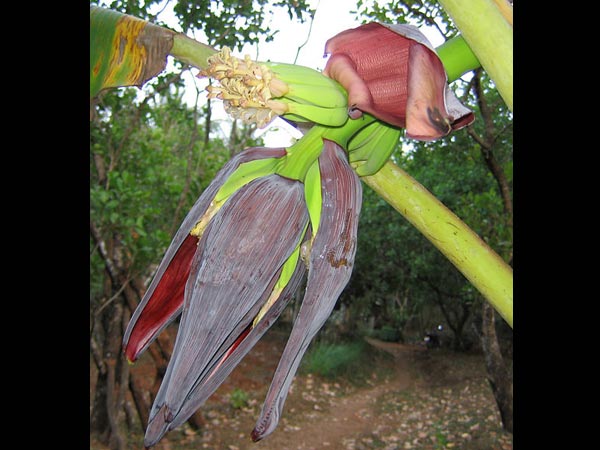 7. ಬಾಳೆ ದಿಂಡು ಹಾಗೂ ಬಾಳೆ ಹೂ
