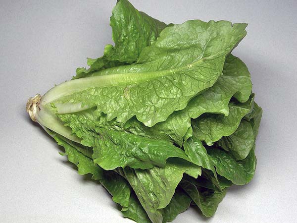ಲೆಟ್ಯೂಸೆ(lettuce)
