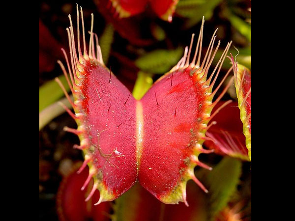 ಡಯೊನಿಸಾ ಮುಸಿಪುಲಾ(Dionaea Muscipula) 