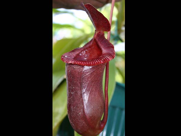 ನೇಪೆಂತೆಸ್ (Nepenthes)
