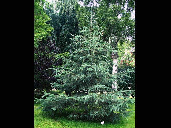 ವೈಟ್ ಸ್ಪ್ರೋಸ್ ವೈಟ್ ಸ್ಪ್ರೋಸ್