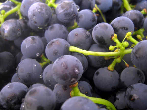 ದ್ರಾಕ್ಷಿ