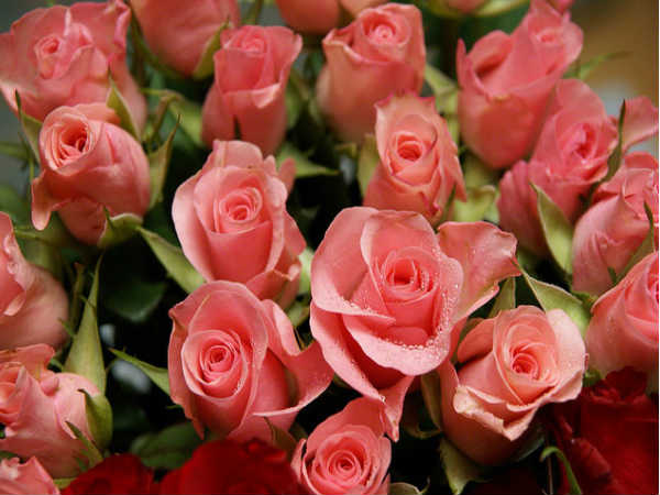 ಫೆಬ್ರವರಿ 7-ರೋಸ್ ಡೇ