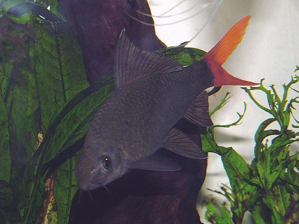 ಕೆಂಪು ಬಾಲದ ಶಾರ್ಕ್