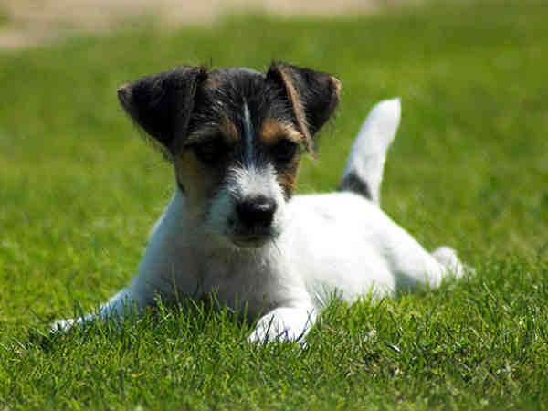 ಜಾಕ್ ಬುಲ್ ಟೆರ್ರಿಯರ್ (Jack Bull Terrier)