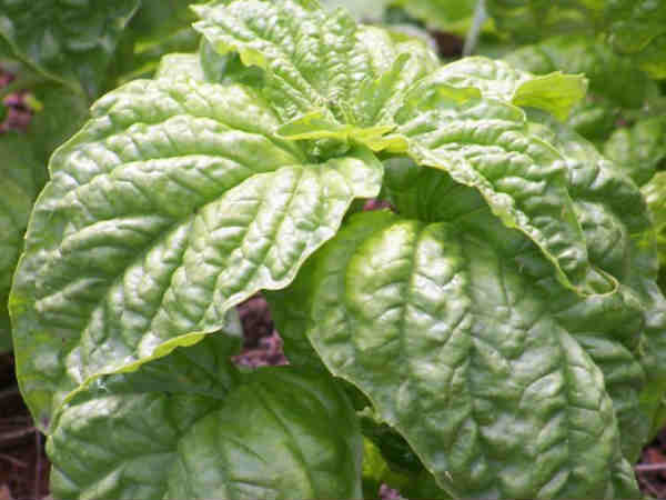 ಮಾಮೂತ್ ತುಳಸಿ