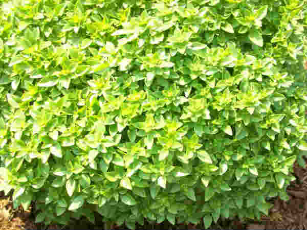  ಬಾಕ್ಸ್ ವುಡ್ 