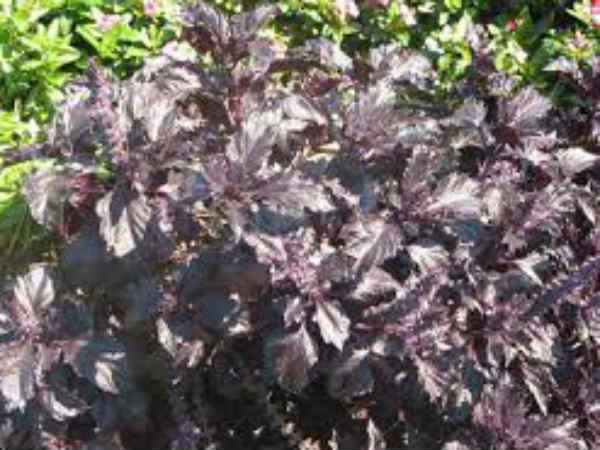  ಪರ್ಪಲ್ ರಫಲ್ಸ್ ತುಳಸಿ