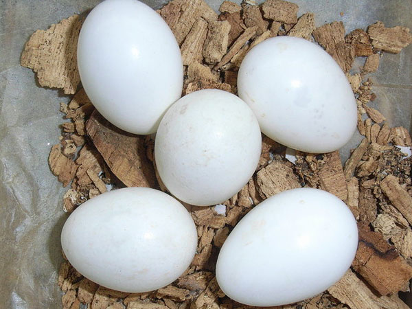 ಬಾಂಟಾಮ್(bantam) ಮೊಟ್ಟೆ 