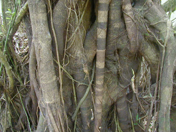 6. ಆಲದ ಮರದ ತೊಗಟೆ