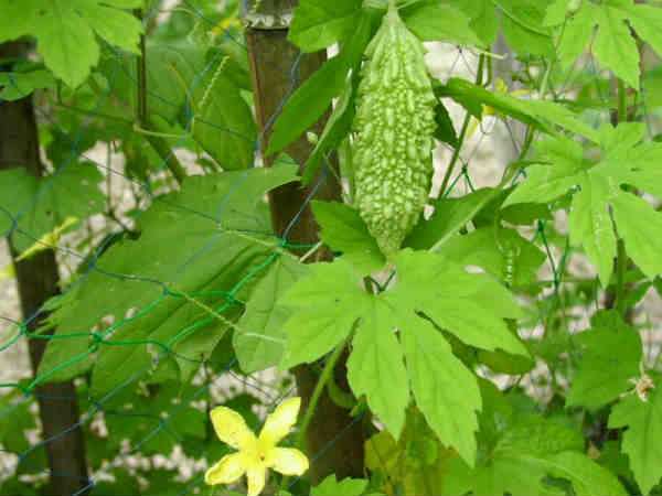  ಹಾಗಾಲಕಾಯಿ ಎಲೆಯ ರಸ