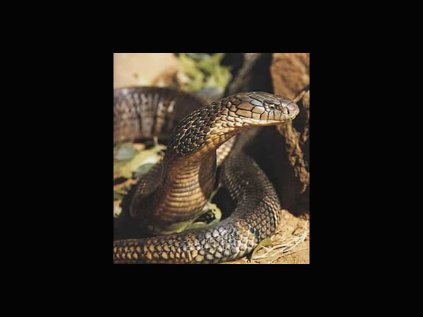 ಹಸಿಯಾದ ಸರ್ಪದ ಹೃದಯ