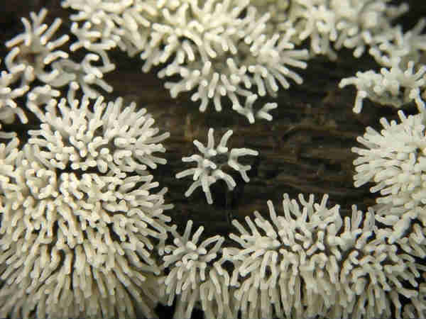 ಬೂಸ್ಟ್ (ಬೂಸ್ಟ್ ಬರುವಿಕೆ)