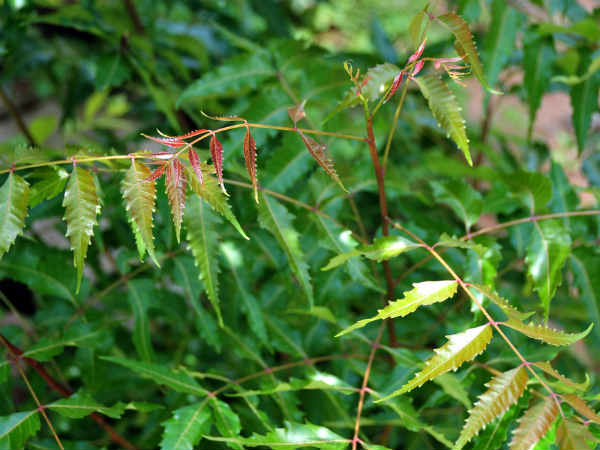 4. ಕಹಿ ಬೇವಿನ ಎಲೆ