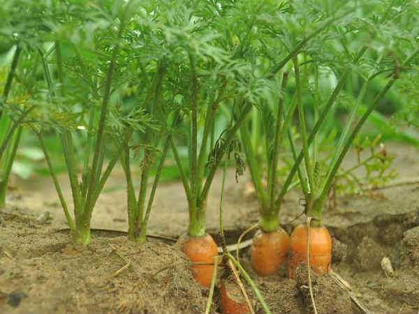 ಕ್ಯಾರೇಟು