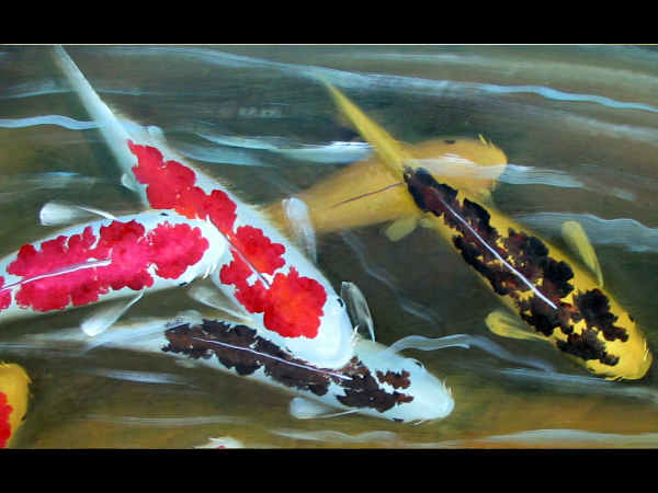 ಈಜುವ ಮೀನಿನ ಚಿತ್ರ