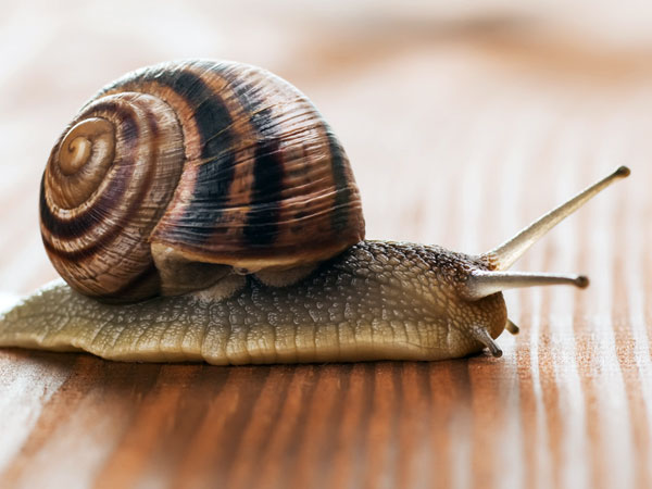 ಬಸವನ ಹುಳುವಿನ ಫೇಸ್ ಮಾಸ್ಕ್