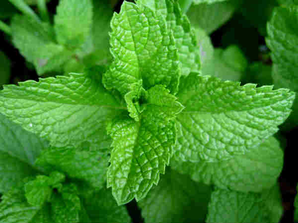 11. ಪುದೀನಾ