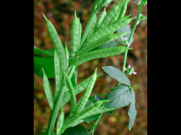 14: ಗೌರ್ ಗಮ್ 