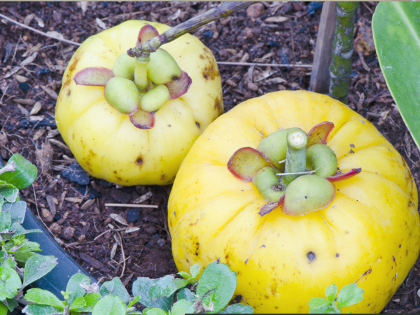 15: ಗಾರ್ಸಿನಿಯ (Garcinia)