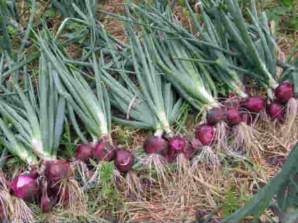 ಈರುಳ್ಳಿ ಬೆಳೆ