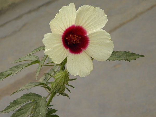  ಕ್ಯಾನ್ ಬೈನಸ್