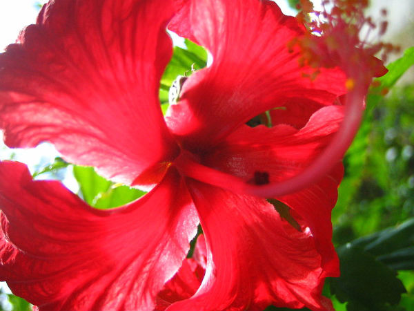 ಕೆಂಪು ದಾಸವಾಳದ ಹೂ