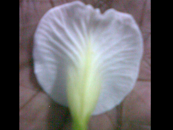 ಶಂಖ ಪುಷ್ಪ