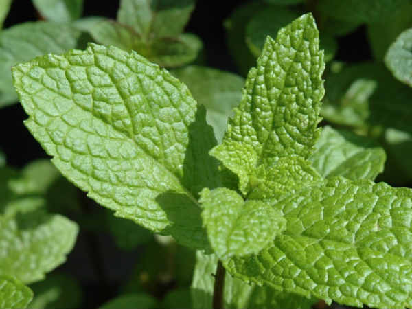 ಮಿಂಟ್ ಪ್ಯಾಕ್