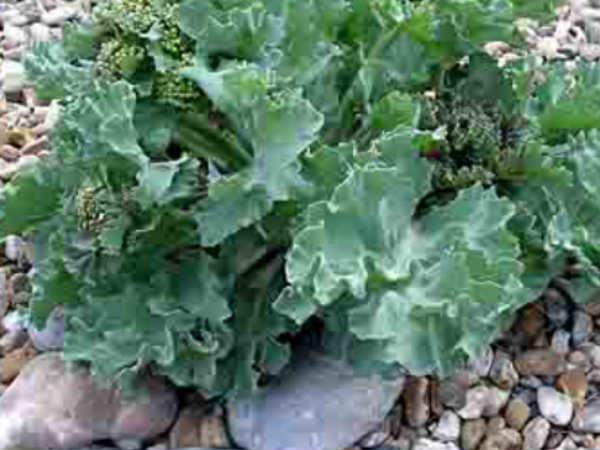 ತೆಂಗಿನ ಎಣ್ಣೆ ಮತ್ತು Sea -Kale
