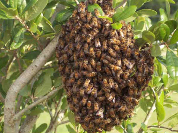 ಜೇನು ನೊಣ ಕಚ್ಚಿದರೆ