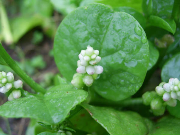 ಬಸಳೆ ಸೊಪ್ಪು