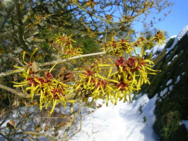 4 . Witch Hazel ಅನ್ನು ಉಪಯೋಗಿಸಿರಿ
