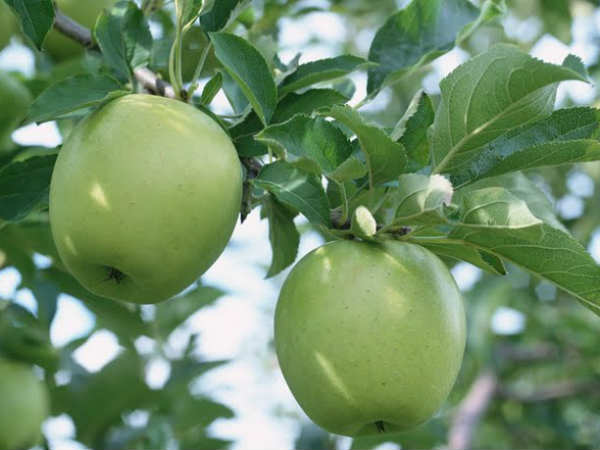 ಹಸಿರು ಸೇಬು ಕೇವಲ ತ್ವಚೆಗೆ ಮಾತ್ರ ಪ್ರಯೋಜನಕಾರಿಯಲ್ಲ, ಜೊತೆಗೆ ಕೂದಲಿನ ಮೇಲು ಸಹ ಇದರ ಪ್ರಭಾವ ಸಕಾರಾತ್ಮಕವಾಗಿರುತ್ತದೆ. ಇಲ್ಲಿ ನಾವು ನಿಮಗಾಗಿ ಕೆಲವೊಂದು ಪ್ರಯೋಜನಗಳ ಪಟ್ಟಿಯನ್ನು ನೀಡಿದ್ದೇವೆ ಓದಿ.