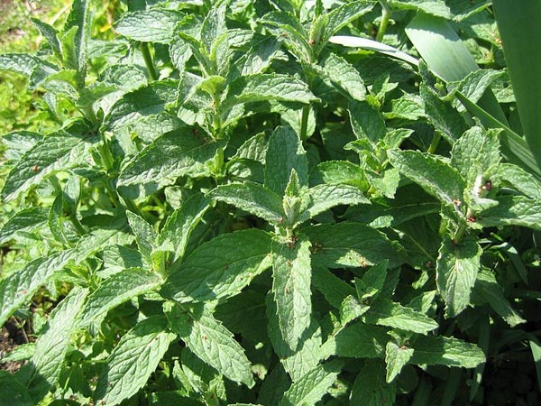 6. ಪುದಿನಾ ಕಂಡೀಷನರ್