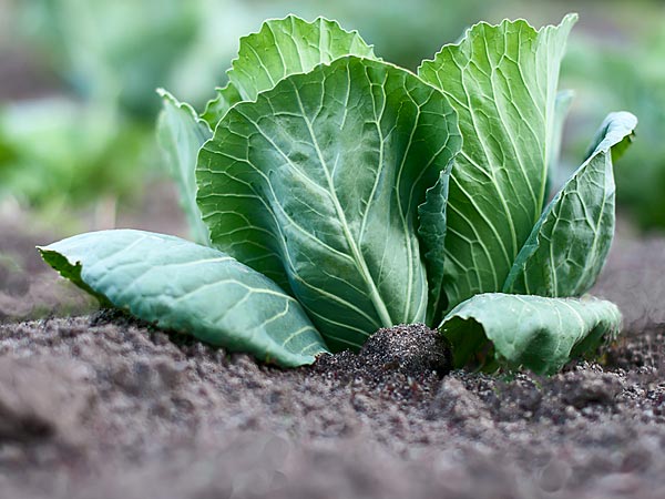 ಎಲೆ ಕೋಸು