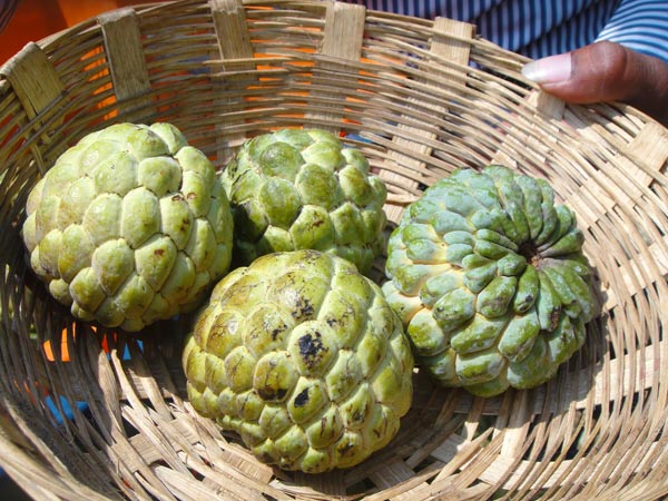 ಕಸ್ಟರ್ಡ್ ಆಪಲ್ 