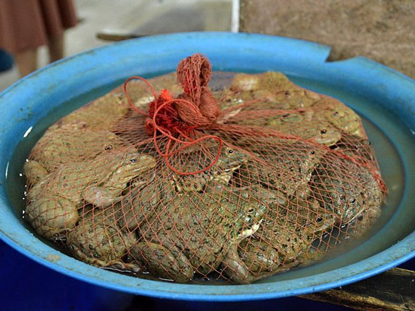 ಕಪ್ಪೆ ಕಾಲುಗಳು