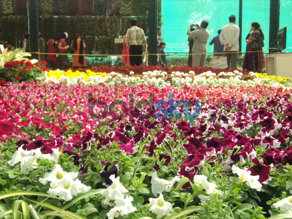 3.ಬಣ್ಣ ಬಣ್ಣದ ಹೂವುಗಳ ಉತ್ಸವ