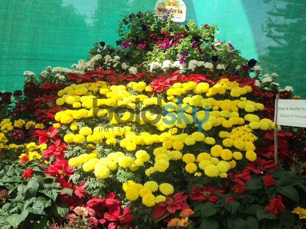 ಹಳದಿ ಮಾರಿಗೋಲ್ಡ್ಸ್