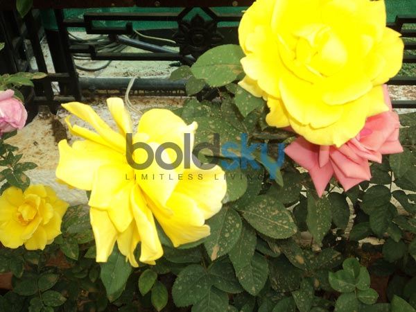 ಹಳದಿ ಬಣ್ಣದ ಸುಂದರತೆ