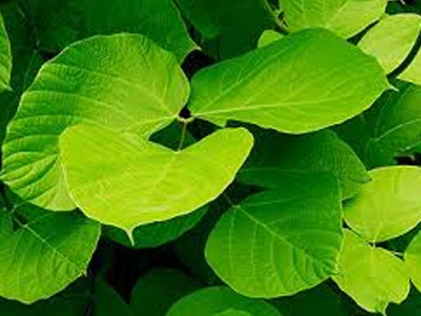 ಪ್ಯೂರಿಯಾ ಮಿರಿಫಿಕಾ