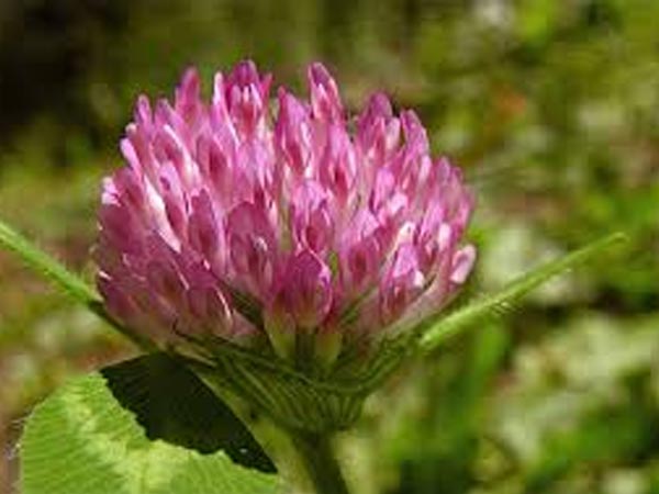 ರೆಡ್ ಕ್ಲೋವರ್