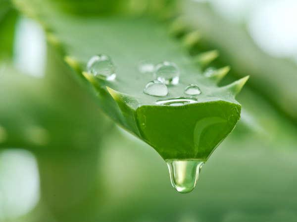 ಆಲಿವ್ ಎಣ್ಣೆಯ ಚಿಕಿತ್ಸೆ